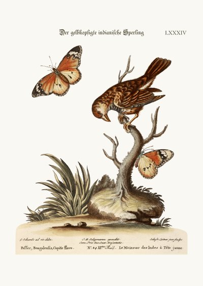 The Yellow-Headed Indian Sparrow by George Edwards